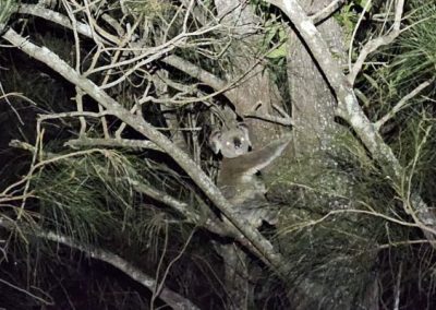 Koala Plan of Management for new aged care facility in Grafton