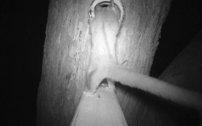 Alternatives to natural tree hollows