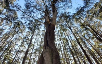 State of the Environment Report: what it means for Australians