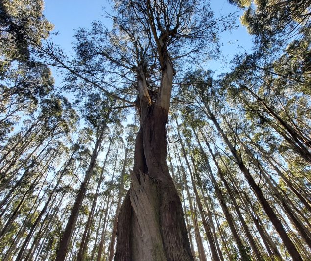 State of the Environment Report: what it means for Australians
