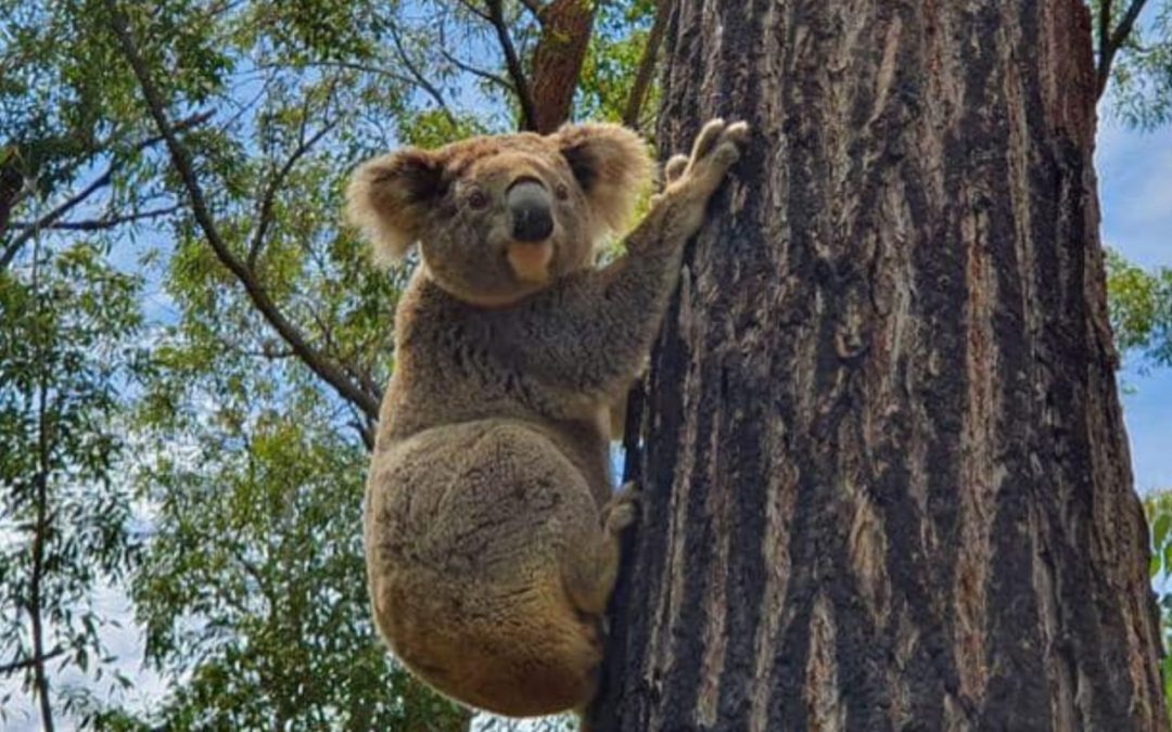GeoLINK paves the way for Port Stephens Koalas