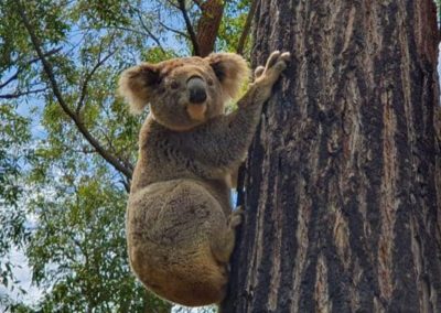 GeoLINK paves the way for Port Stephens Koalas